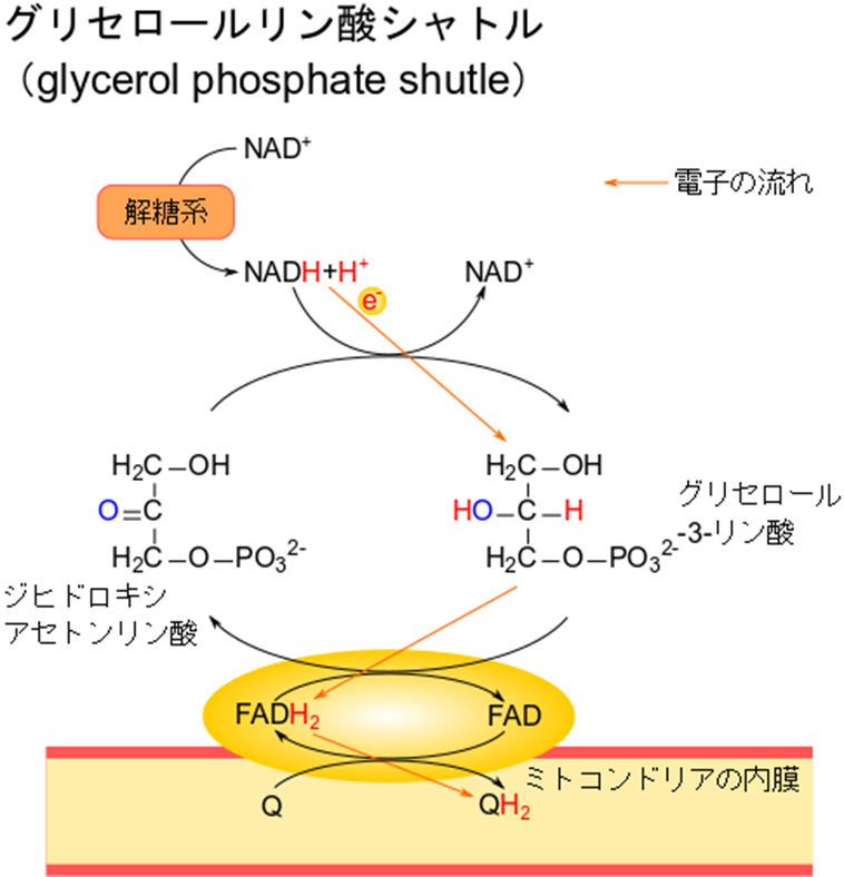 解糖系で産生された NADH はジヒドロキシアセトンリン酸に電子をわたして還元する。するとグリセロール-3-リン酸を産生するが、グリセロール-3-リン酸は FAD に電子を渡して FADH2 に還元する。さらにFADH2はユビキノンに電子を渡してQH2を産生し、解糖系で産生されたNADHから始まった電子伝達は電子伝達系に至る