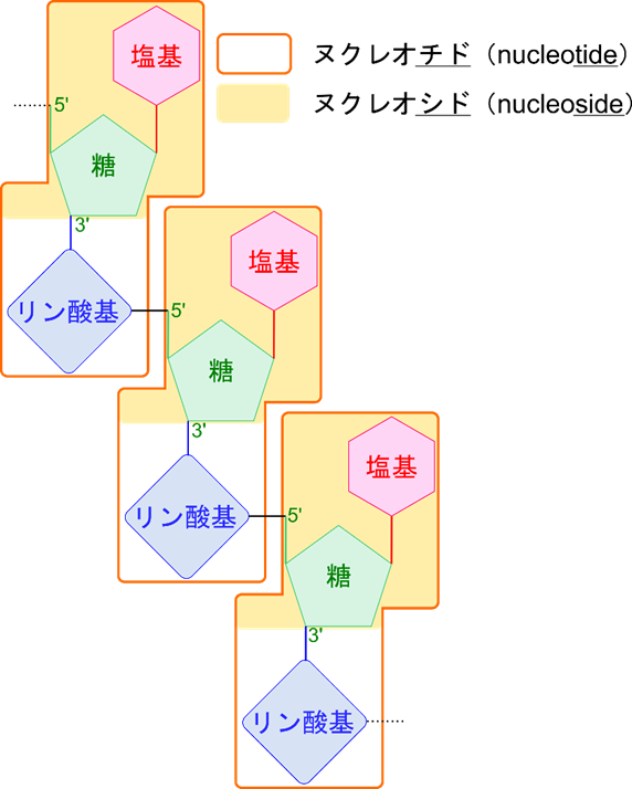 ヌクレオチドは塩基、糖、リン酸基で成立する。このうち、塩基、糖で成立する単位はヌクレオシドと呼ばれる。核酸はヌクレオチドがリン酸基を介して結合した高分子化合物である