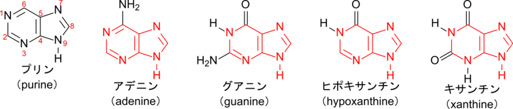プリン塩基はプリンの誘導体で構成される一群の塩基のこと。アデニンは6位にアミノ基が付加している。グアニンは2位にアミノ基、6位に酸素が付加している。ヒポキサンチンは6位に酸素が、キサンチンは2位と6位に酸素が付加した構造をしている。