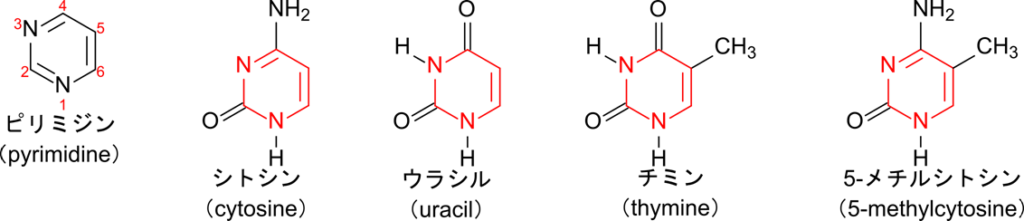 ピリミジン塩基はピリミジンの誘導体で構成される。シトシンは2位に酸素、4位にアミノ基が付加している。ウラシルは2位と4位に酸素が付加している。チミンは2位と4位に酸素、5位にメチル基が付加している。5-メチルシトシンはシトシンの5位にメチル基が付加している。