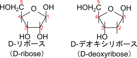 リボースは炭素数が五つある糖である。水酸基の位置は１位から順に上、下、下、上のパターンになる。5位にはCH2OHが結合している。デオキシリボースは2位の水酸基が水素に置換されている