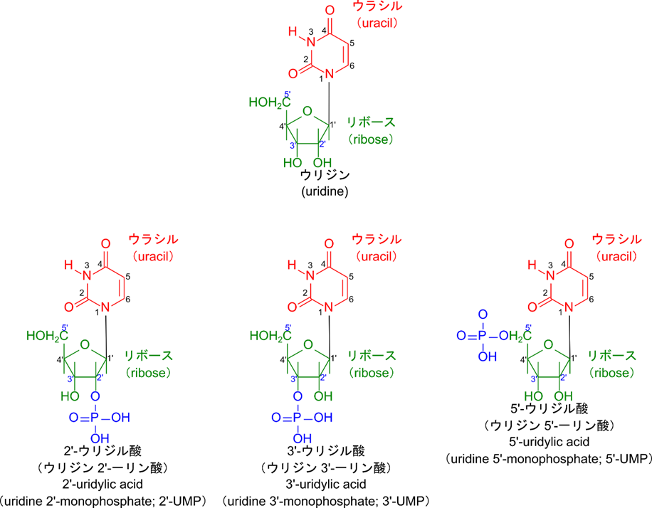 ウリジンのリボースは水酸基を2'、3'、5'位に持っている。このためリン酸基は2'、3'、5'位に結合する