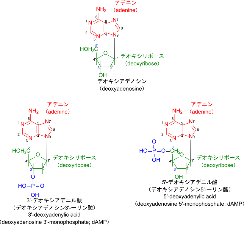 デオキシアデノシンのデオキシリボースは水酸基を3'、5'位に持っている。このためリン酸基は3'、5'位に結合する