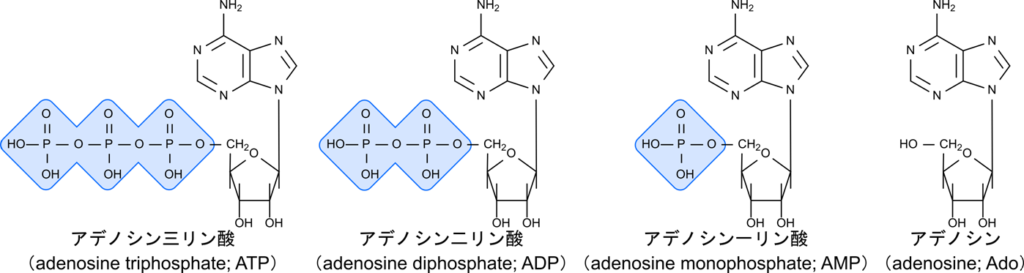 アデノシンにリン酸基が一つ結合するとアデノシン一リン酸となる。アデノシンにリン酸基が二つ結合するとアデノシン二リン酸となる。アデノシンにリン酸基が三つ結合するとアデノシン三リン酸となる
