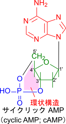 サイクリックAMPは3'位と5'位がリン酸基を介して環状構造を形成しています