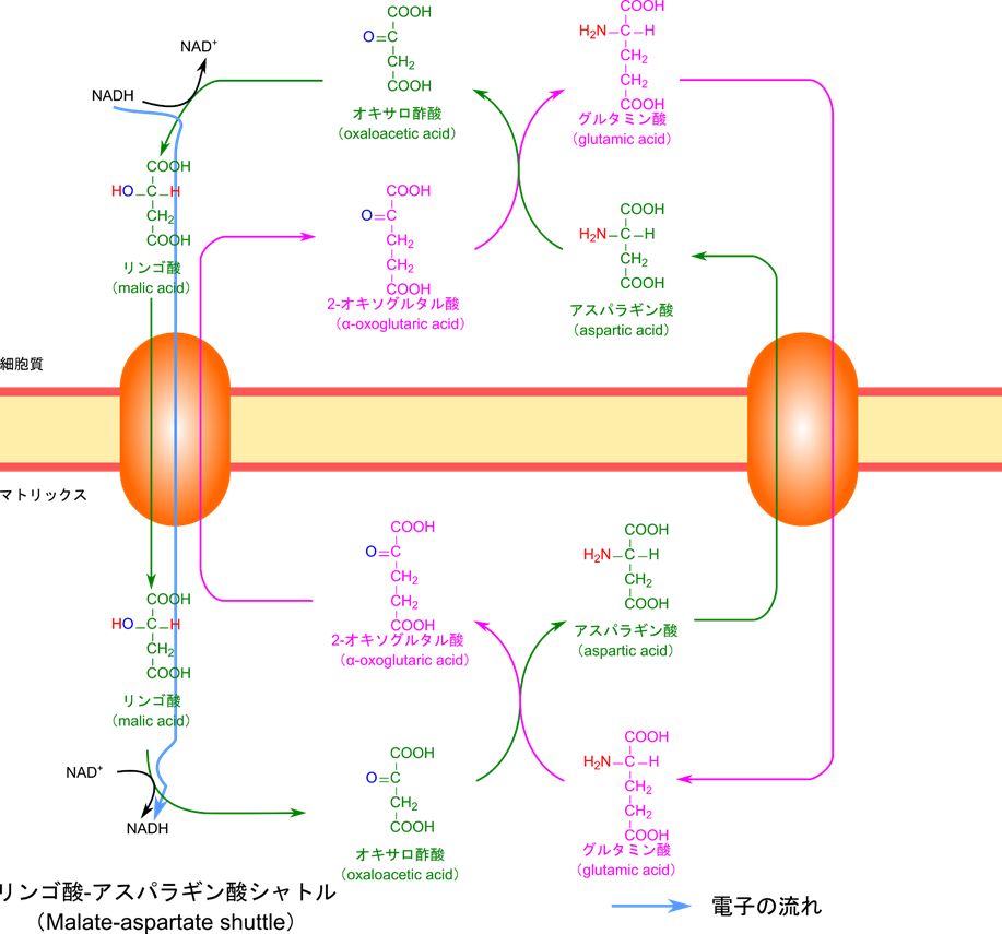 NADHはオキサロ酢酸に電子を渡してリンゴ酸を産生する。リンゴ酸は2-オキソグルタル酸と入れ替わりにミトコンドリア内膜を通過する。リンゴ酸はNAD+に電子を渡してNADHを産生すると同時にオキサロ酢酸に変換される。オキサロ酢酸はグルタミン酸からアミノ基を受け取るとアスパラギン酸に変換される。一方でグルタミン酸は2-オキソグルタル酸になり、リンゴ酸と入れ替わりに2-オキソグルタル酸はミトコンドリア外に運搬される。外では2-オキソグルタル酸がアスパラギン酸のアミノ基を受け取りグルタミン酸に変換され、アスパラギン酸はオキサロ酢酸に変換される。ミトコンドリア内で産生されたアスパラギン酸はグルタミン酸と入れ替わりにミトコンドリア外に運搬される。このアスパラギン酸は2-オキソグルタル酸にアミノ基を渡してオキサロ酢酸に変換される。