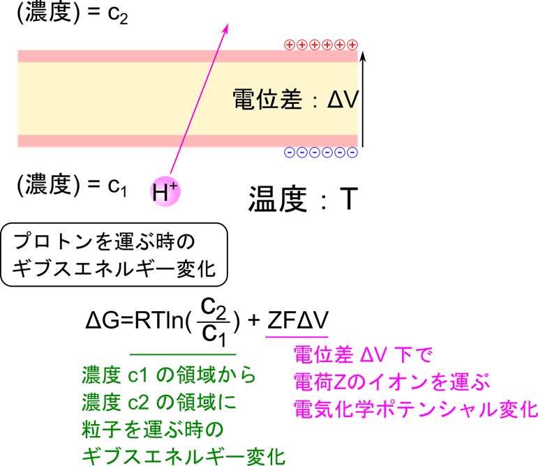 プロトン濃度c1の領域からプロトン濃度c2の領域にプロトンを運ぶのに必要とされるエネルギーは
RTln(c2/c1)+ZFΔV
で表される