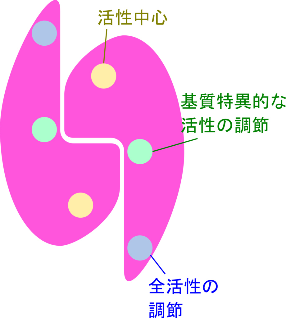 リボヌクレオチドレダクターゼは活性中心の他、全活性をつかさどるアロステリック部位と基質特異的な調節を司るアロステリック部位が存在する