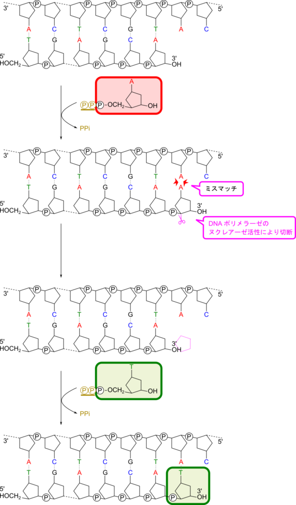 DNA の伸長反応にミスが発生した場合にはポリメラーゼによって間違ったヌクレオチドを除去して、正しいヌクレオチドをつなぎなおす