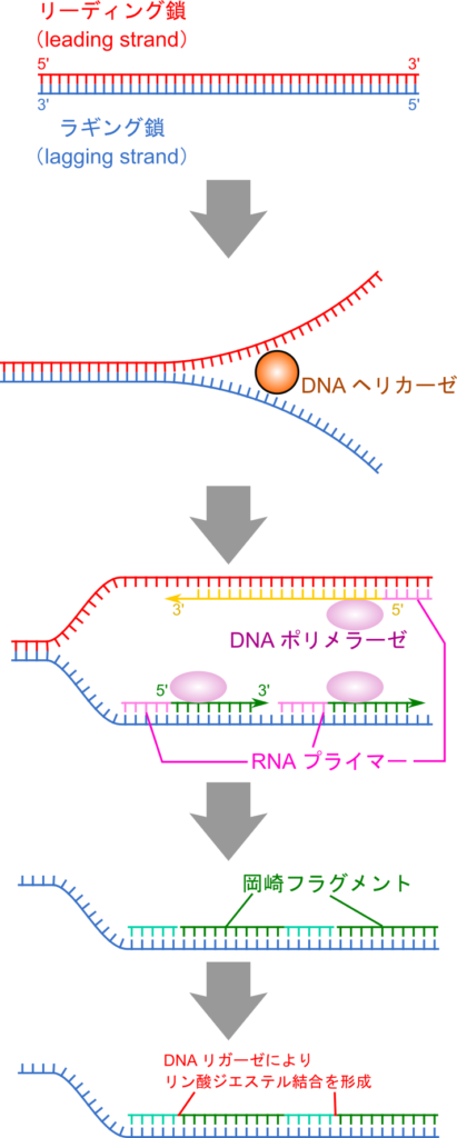 DNA の複製は、ヘリカーゼによるDNA 鎖の解離と、DNAポリメラーゼによる複製で成り立っている