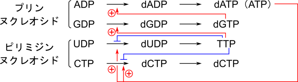 dATP or ATP が結合するとCTPからdCTP の反応とUDPからdUDP の反応を促進。TTP が結合するとGDPからdGDP の反応を促進し、CTPからdCTP の反応とUTPからdUTP の反応を阻害。dGTP が結合するとADPからdADP の反応が促進。