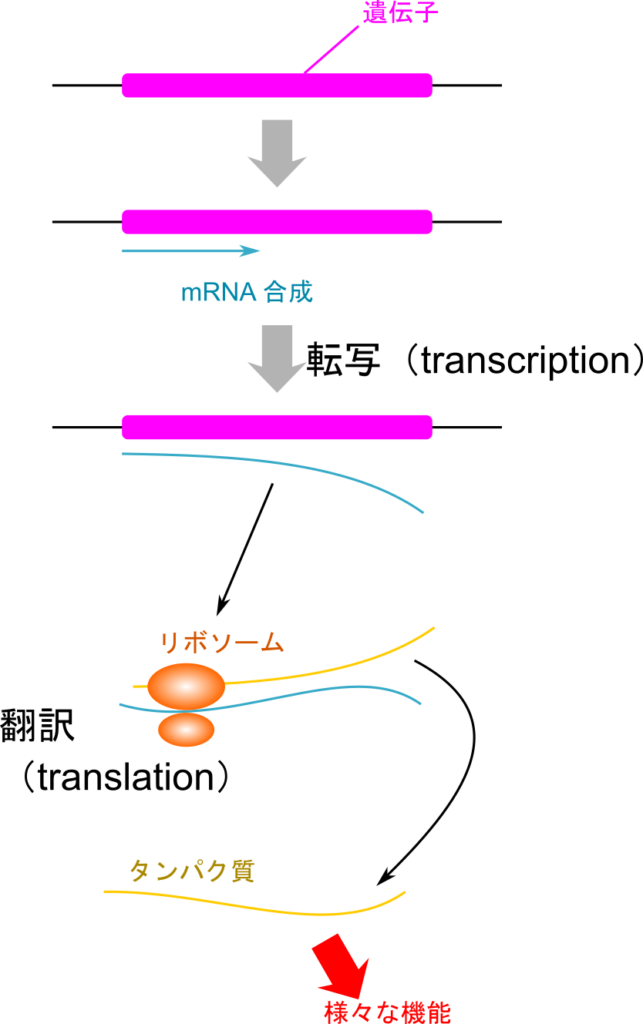 遺伝子が発現するときには、遺伝子配列を mRNA が転写し、mRNA がリボソームに移行してタンパク質合成が行われる。