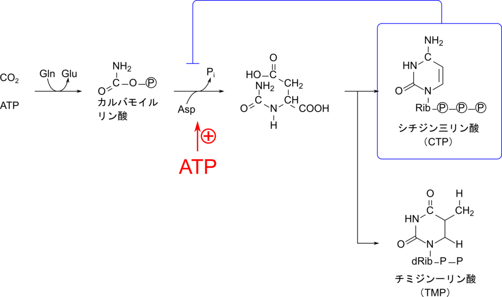 ピリミジン合成は CTP によりフィードバック阻害を受け、ATP によって促進される