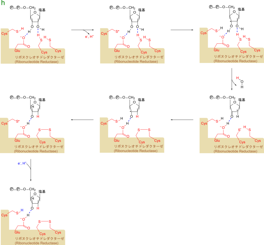 リボヌクレオチドからデオキシリボヌクレオチドへの変換は三つのシステインとグルタミン酸が関与して進行する。最終的に二つのシステインからプロトンが、3'位の水酸基から酸素がH2Oとして脱離する