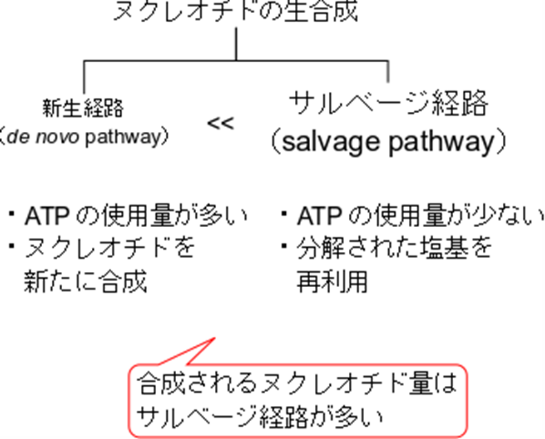 ヌクレオチドの生合成には新規合成経路と、リサイクル経路（サルベージ経路；salvage pathway）がある