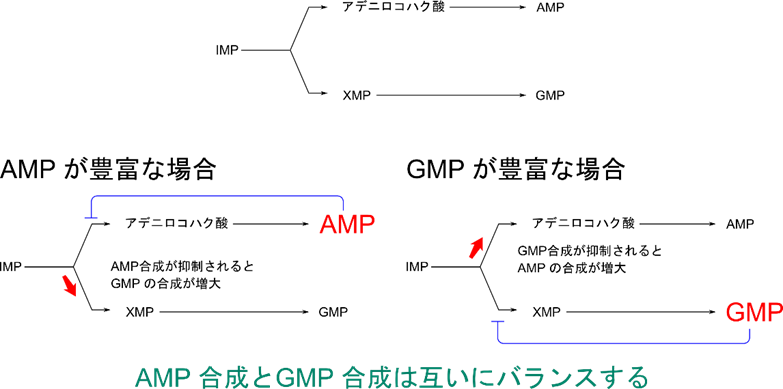 AMP の合成は AMP で、GMP の合成は GMP で、フィードバック阻害を受けることにより、それぞれの合成のバランスをとっている