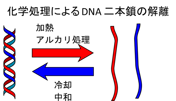 DNA 二本鎖は加熱やアルカリ処理で解離する。冷却や中和により解離した二本鎖は元に戻る。