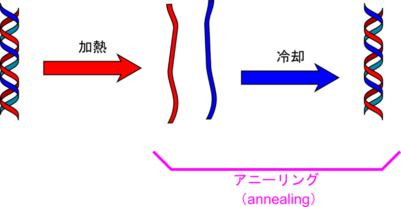 DNA二本鎖は加熱により解離する。冷却すると再び元の二本鎖に戻るが、この過程をアニーリングと呼ぶ