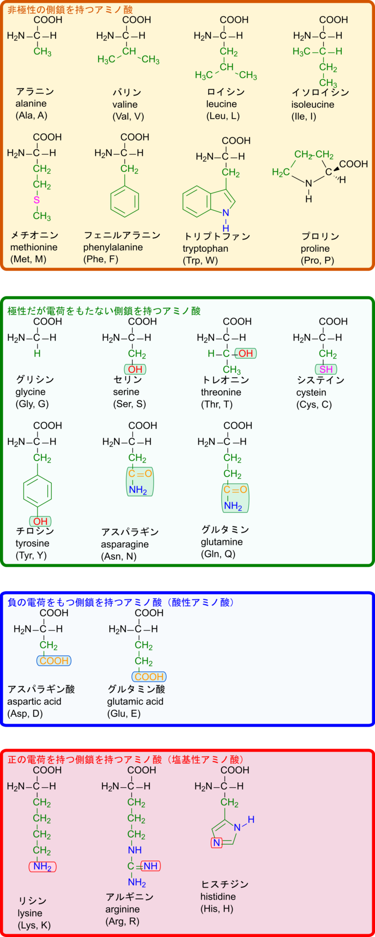 炭化水素鎖のみを持つアミノ酸は無極性となる。メチオニンはチオエーテルであるため無極性となる。トリプトファンはアミンを持つが、炭化水素鎖の方が大きいので無極性となる。
水酸基、チオールを有する者は極性となる。酸のアミドは極性となる。グリシンは例外的に極性分子。
酸性アミノ酸はカルボキシル基を持つ
塩基性アミノ酸はアミンを有する