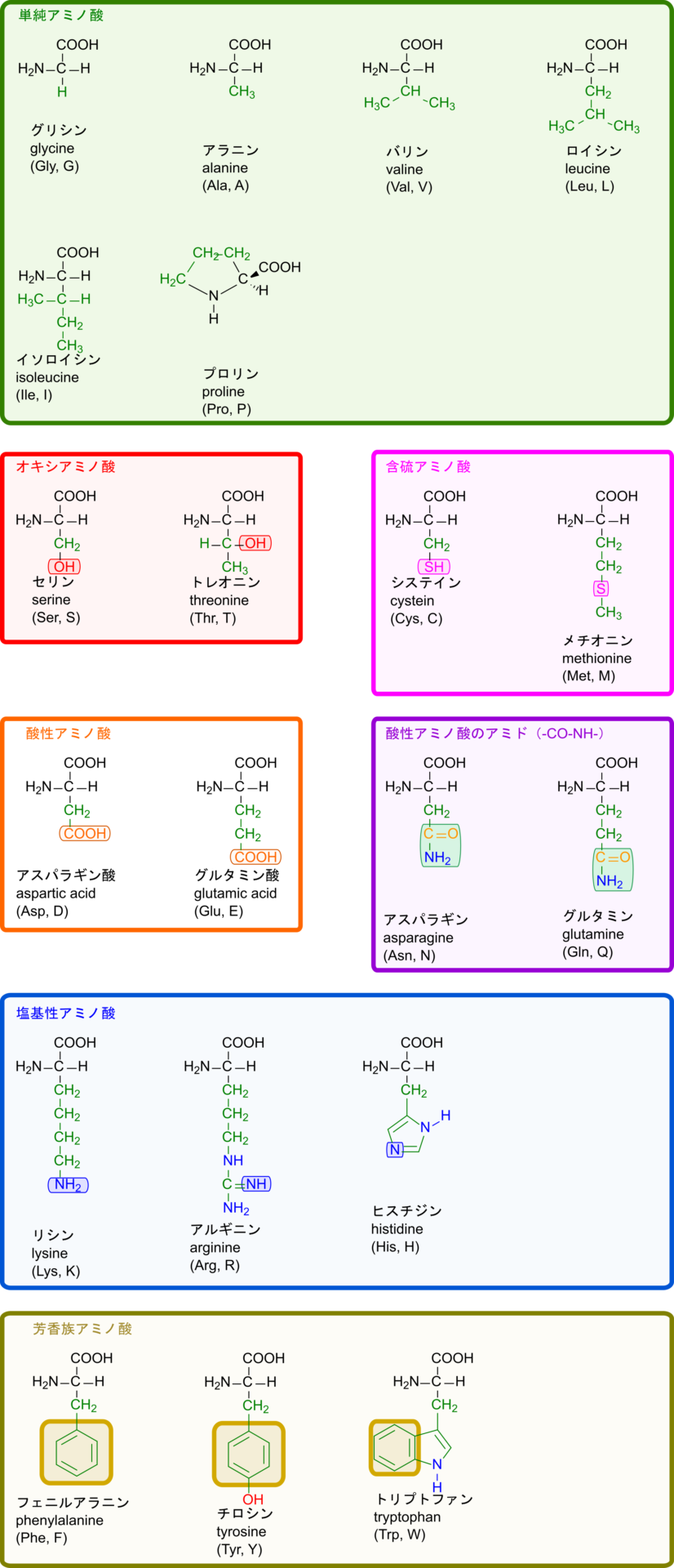 単純アミノ酸は芳香環を持たない炭化水素鎖で構成されている。オキシアミノ酸は水酸基を持つ。酸性アミノ酸はカルボキシル基を持つ。含硫アミノ酸は硫黄を持つ。酸性アミノ酸のアミドは-CONH2を持つ。塩基性アミノ酸はアミン（窒素）を持つ。芳香族アミノ酸は芳香環を持つ。

