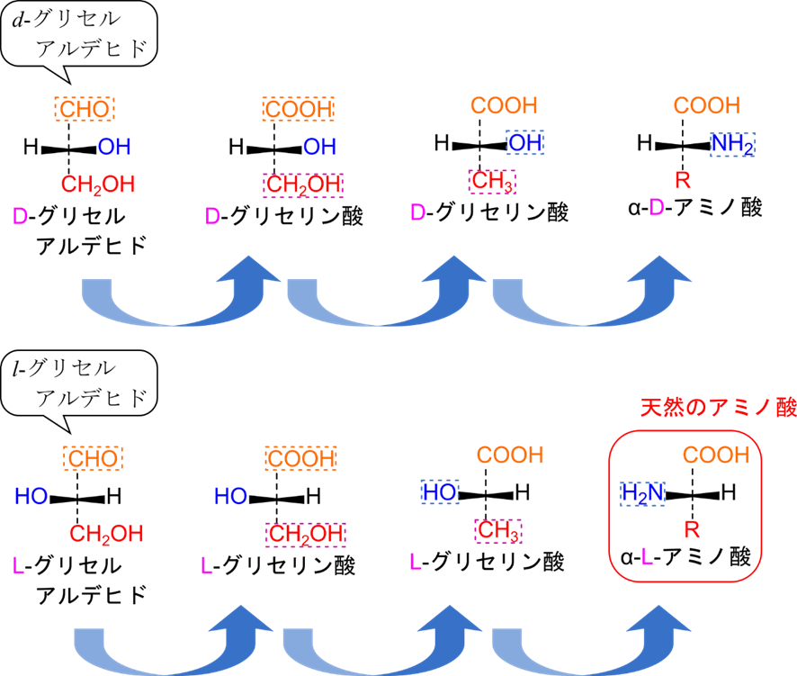 d-グリセルアルデヒドから誘導されるものをD体、l-グリセルアルデヒドから誘導されるものをL体と総称する