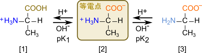 アラニンは溶解すると双性イオンの形態になる。そこに酸を添加すると、カルボキシル基がプロトンを獲得して、分子全体は陽イオンとなる。一方で塩基を添加するとアミノ基からプロトンが脱離して、分子全体は陰イオンになる。