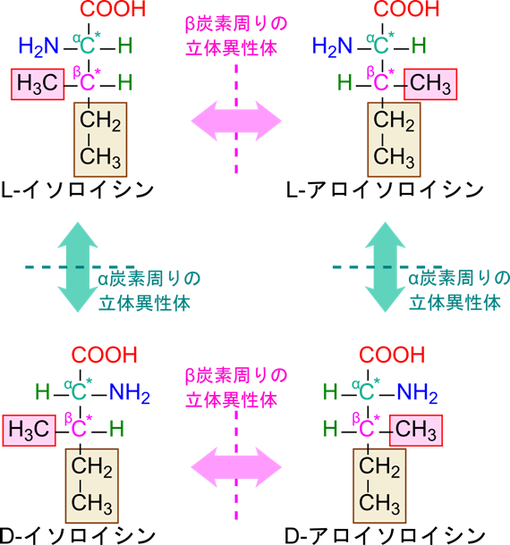 イソロイシンではα炭素とβ炭素が不斉炭素となっているので、ジアステレオマーを持つ。