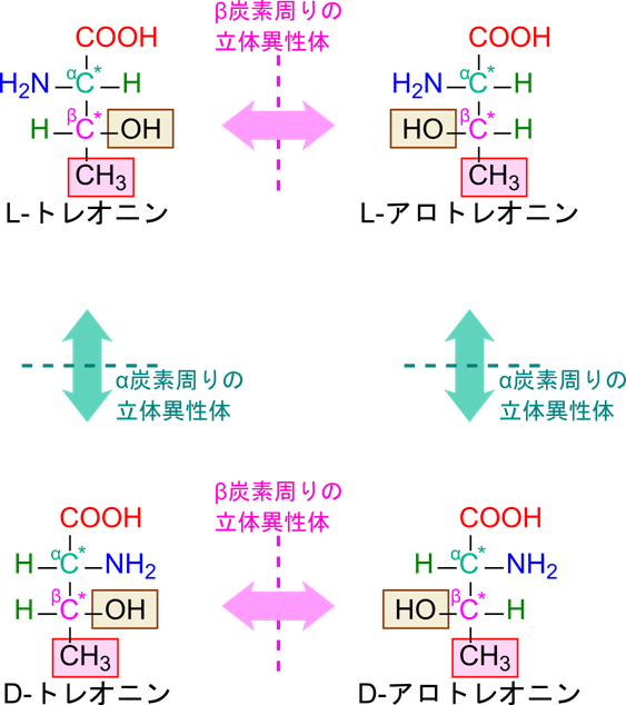トレオニンではα炭素とβ炭素が不斉炭素となっているので、ジアステレオマーを持つ。