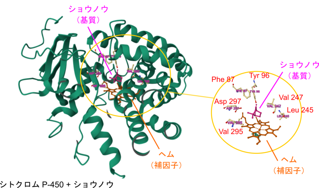 シトクロムP450はショウノウを基質とする。シトクロムP450の活性部位はポケット状になっており、ポケット内には補因子であるヘムやショウノウとの結合に必要なアミノ酸残基などが集中している