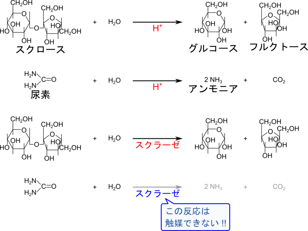 水素イオンはスクロースの加水分解と尿素の加水分解を触媒する。スクラーゼはスクロースの加水分解を触媒する酵素であるが、尿素の加水分解は触媒しない。