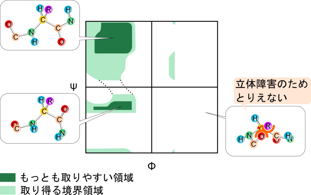 ラマチャンドランプロットは二つのアミノ酸の配置を決める二つのねじれ角 Φ、ψ をプロットしたものである。これらのパラメータは限定的な組み合わせしか取れないことがわかる