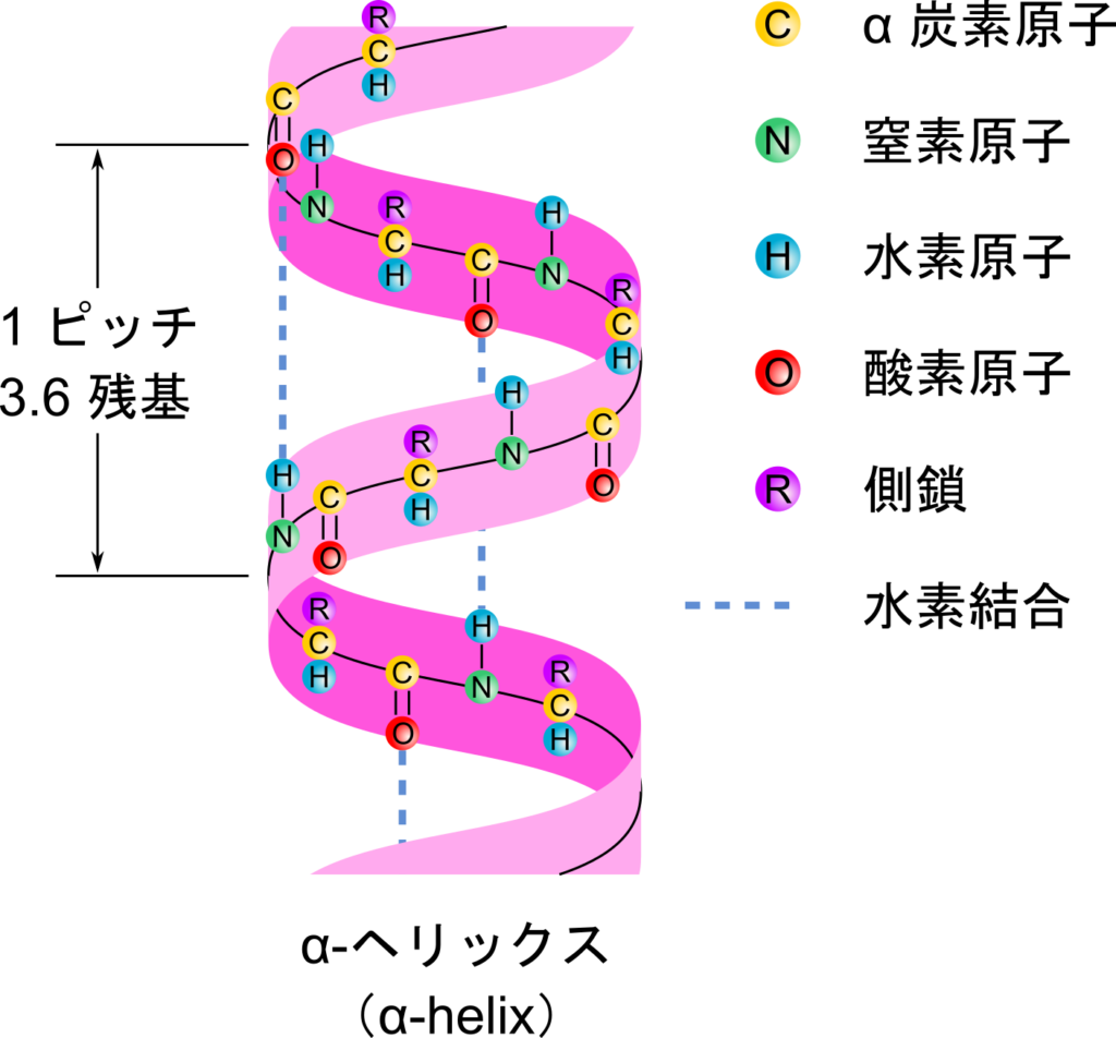 αヘリックス構造はらせん構造をとる。ペプチド結合のカルボニル基の酸素原子とアミノ基の水素原子間に水素結合が形成されてらせん構造を安定化させている