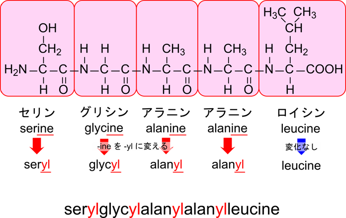 ペプチドの命名法はN末端側からアミノ酸をアミノ酸名の末端-ineを-ylに変えて並べて命名する。ただし、C末端側のアミノ酸については名前を変えない。例えばセリン-グリシン-アラニン-アラニン-ロイシンならセリルグリシルアラニルアラニルロイシンとなります