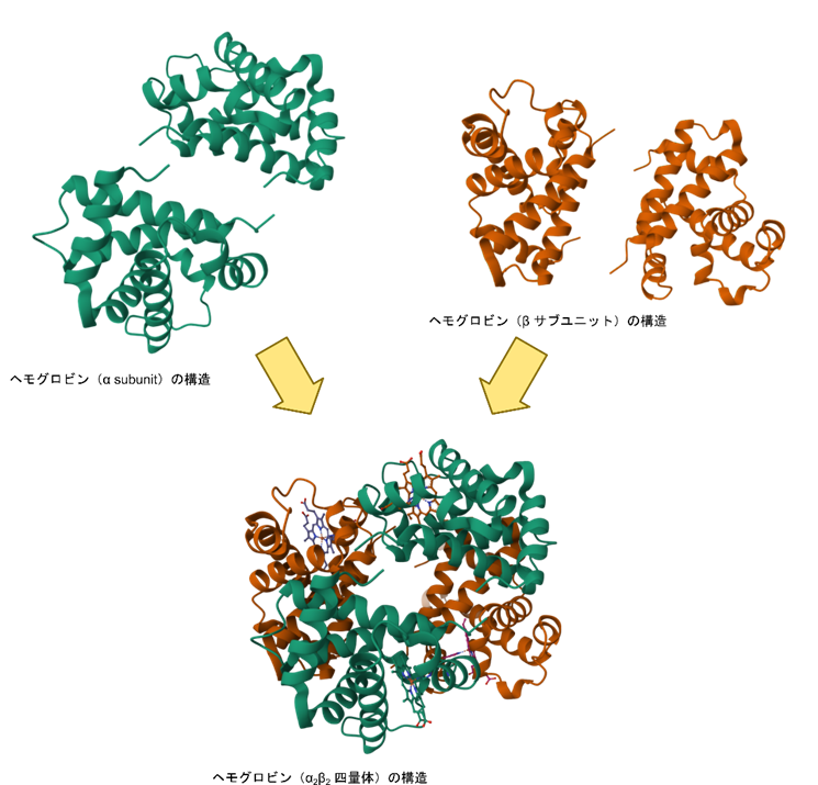 ヘモグロビンはαサブユニット二つとβサブユニット二つが会合して構成されている