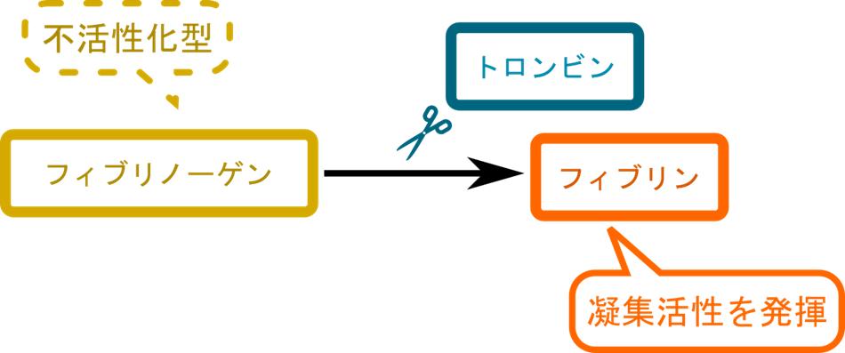 フィブリノーゲンはトロンビンに切断を受けるとフィブリンに変換され、凝集活性を発揮する。