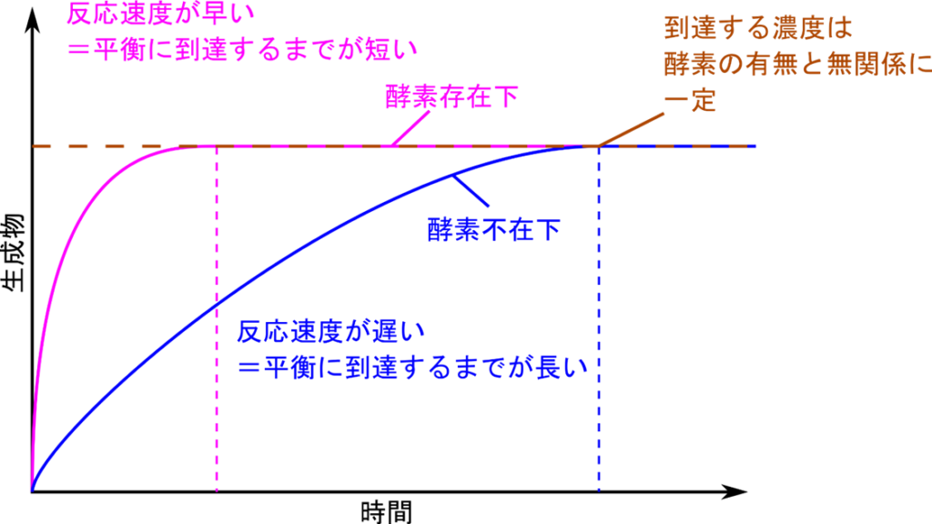 酵素が存在すると反応速度が速くなるため生成物濃度の上昇は急速になる（傾きが急になる）。ただし、平衡に達したときの生成物濃度は一定なので酵素の有無に影響されない