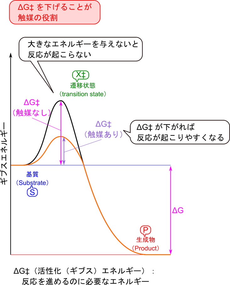 基質を生成物に変換する反応を考える。この反応が起こるためには活性化エネルギーというエネルギー的な障壁がある。たとえ、生成物の化学ポテンシャルが基質よりも低くても活性化エネルギーを超えるエネルギーが与えられないとこの反応は進まない。触媒はこの活性化エネルギーを低下させる役割を担う。
