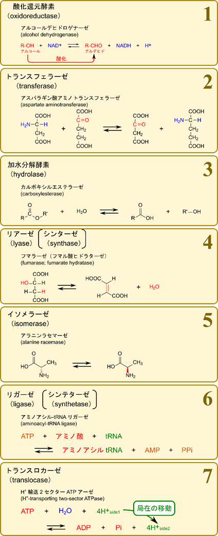 酵素の分類は酸化還元酵素、トランスフェラーゼ、加水分解酵素、リアーゼ、イソメラーゼ、リガーゼ、トランスロカーゼの7種類である。加水分解酵素の例にはアルコールデヒドロゲナーゼがあり、アルコールを酸化してアルデヒドを産生する。トランスフェラーゼにはアスパラギン酸アミノトランスフェラーゼがあり、アスパラギン酸のアミノ基を2-オキソグルタルへ転位する。加水分解酵素にはカルボキシルエステラーゼがあり、エステル結合を加水分解する。リアーゼの例はフマラーゼがあり、リンゴ酸から水を脱離させてフマル酸を生成します。イソメラーゼはアラニンラセマーゼが例として挙げられ、LアラニンをDアラニンに変換します。リガーゼではアミノアシルtRNAリガーゼが知られており、ATPを消費して種々のアミノ酸をtRNAと結合させる。トランスロカーゼではH+輸送セクターATPアーゼが知られており、ATPを消費してプロトンを輸送します。