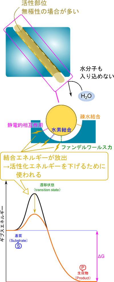 活性部位は一般に疎水性であり、水分子も基本的には入り込めない。基質が結合すると静電的相互作用、水素結合、ファンデルワールス力、疎水結合などの非共有性結合が形成される。すると ES 複合体は安定化し、エネルギーを放出する。このエネルギーは活性化エネルギーを下げるために使用される
