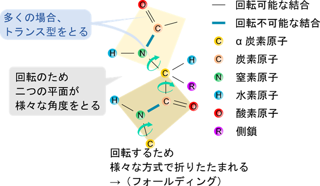 ペプチド結合は一つの平面に乗っているが、隣り合う平面同士は、その間のα炭素とアミノ基の結合やα炭素とカルボニル基の結合が回転可能なため様々位置取りが可能となる