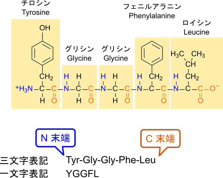 ポリペプチドの一次構造。アミノ酸残基の並びのことを一次構造という。並びはN末端側から並べて記載する。チロシン-グリシン-グリシン-フェニルアラニン-ロイシンの場合、Tyr-Gly-Gly-Phe-Leuと記載する。一時表記ならYGGFLと記載する