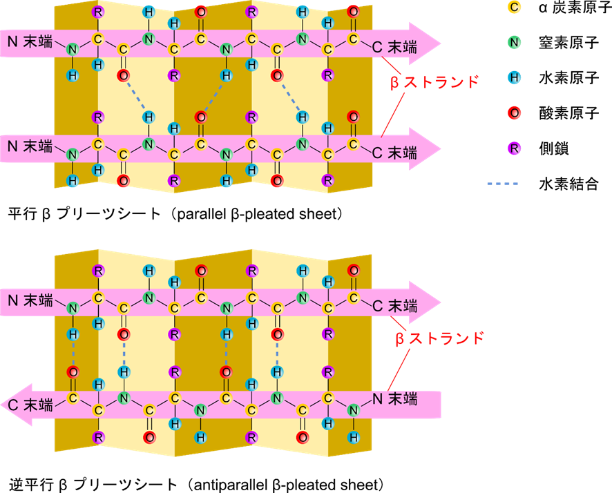 ペプチド結合の平面が波状に並んだ直線状の構造をβストランド構造という。βストランド構造が平面上に並ぶとβシート構造というシート状の構造を形成する。βシート構造ではβストランドの並びが同じ向きを向く平行βプリーツシートと着向きに並ぶ逆平行βプリーツシート構造がある