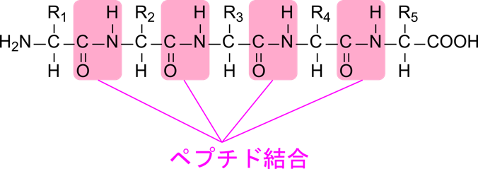 ペプチドはαアミノ酸のカルボキシル基とアミノ基が脱水縮合し、ペプチド結合したものをいう。比較的に短いものを言う