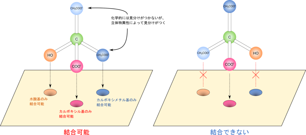 アコニターゼはクエン酸を認識する際に、立体構造を見分けることができる。クエン酸の置換基認識する部位の位置により、立体構造を見分けることが可能となる。