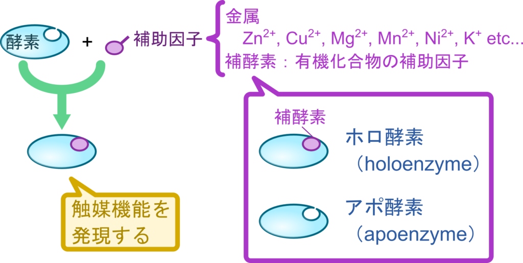 酵素の内、非タンパク質部分を要求する場合、非タンパク質部分を補助因子という。補助因子には金属イオン、有機化合物などがある。有機化合物の補助因子を補酵素という。補酵素を要求する場合、補酵素以外のタンパク質部分をアポ酵素、アポ酵素と補酵素の複合体をホロ酵素という