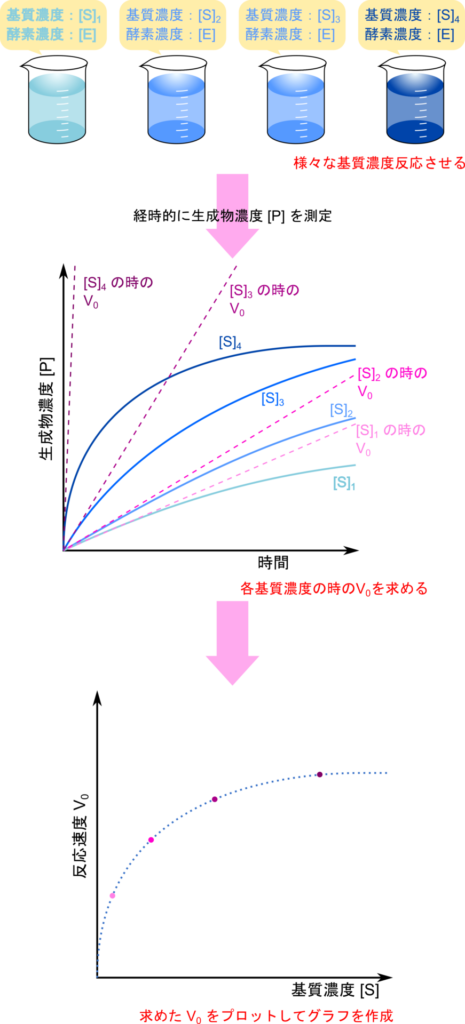 反応速度の特性を調べるには、経時的に生成物濃度を測定し、時間に対してプロットしていく。この実験を様々な基質濃度に対して行い、t=0 における反応速度 V0 をそれぞれに対して求める。これを基質濃度に対してプロットすることで基質濃度とV0のグラフを作成し、解析に利用する