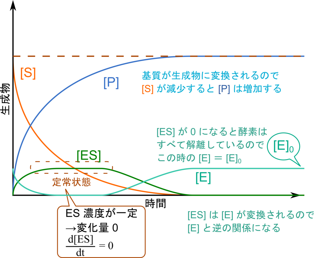 基質は反応が進むと生成物に変換されるので、基質濃度が低下していくと生成物濃度は増加する。酵素は基質と複合体を形成して ES 複合体を形成するので、酵素濃度と ES 複合体濃度は逆の関係となる。ES 複合体濃度は反応が始まると速やかに一定となる（定常状態）。