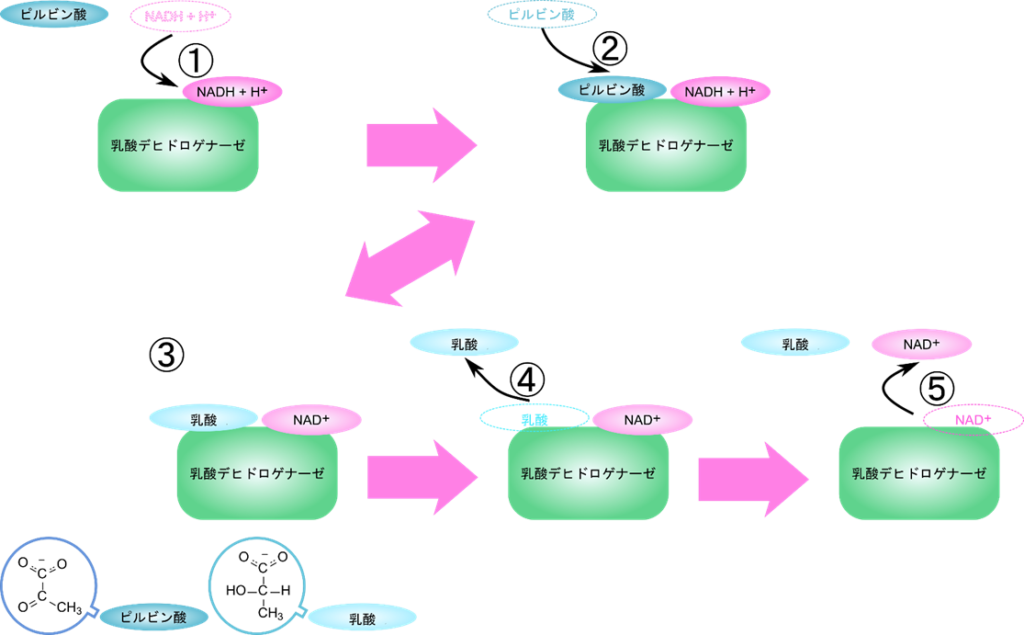 NADH が酵素と結合し、次にピルビン酸が結合します。ピルビン酸の還元が行われたのち、乳酸が脱離し、最後に NAD+ が脱離します。