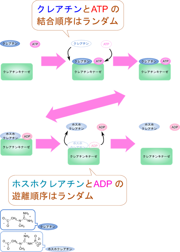 クレアチンとATP がランダムに結合し、クレアチンにリン酸基を転位したのちホスホクレアチンと ADP の遊離もランダムに起こる。