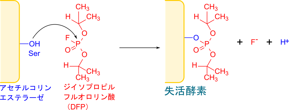 DFPはアセチルコリンエステラーゼのセリン残基とリン酸基を介して結合して酵素を失活させる